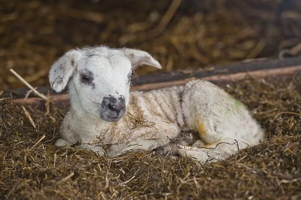 Domestic Sheep, Texel cross lamb, newborn resting on straw bedding in lambing shed, Welshpool, Powys, Wales, february