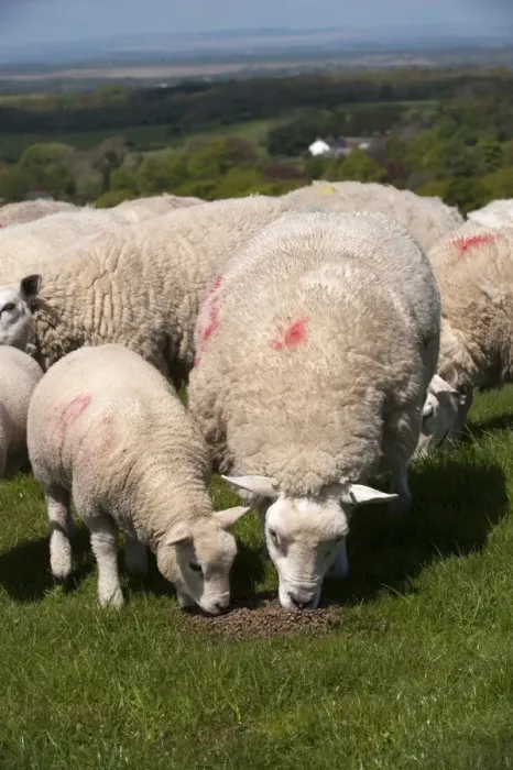 Framed Print : Domestic Sheep, Texel crossbred, ewes with lambs, feeding on pellets in pasture, England, may Framed Print : Domestic Sheep, Texel crossbred, ewes with lambs, feeding on pellets in pasture, England, may