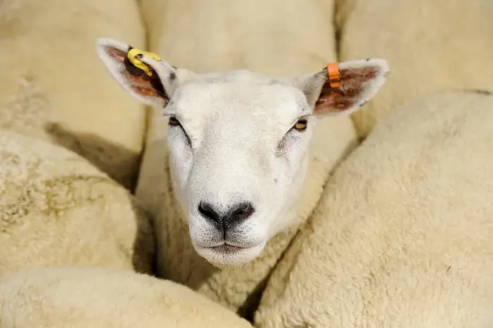 Framed Print : Domestic Sheep, Texel crossbred ewe, close-up of head, in pen at sale, Thame Sheep Fair, Oxfordshire, England, August Framed Print : Domestic Sheep, Texel crossbred ewe, close-up of head, in pen at sale, Thame Sheep Fair, Oxfordshire, England, August