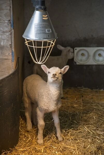 Domestic Sheep, Texel crossbreed lambs, orphans in straw pen with heat lamp, Preston, Lancashire, England, April