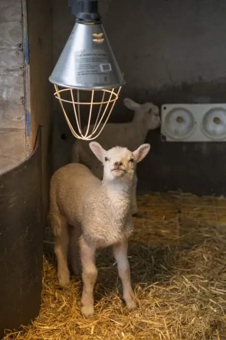 Framed Print : Domestic Sheep, Texel crossbreed lambs, orphans in straw pen with heat lamp, Preston, Lancashire, England, April Framed Print : Domestic Sheep, Texel crossbreed lambs, orphans in straw pen with heat lamp, Preston, Lancashire, England, April