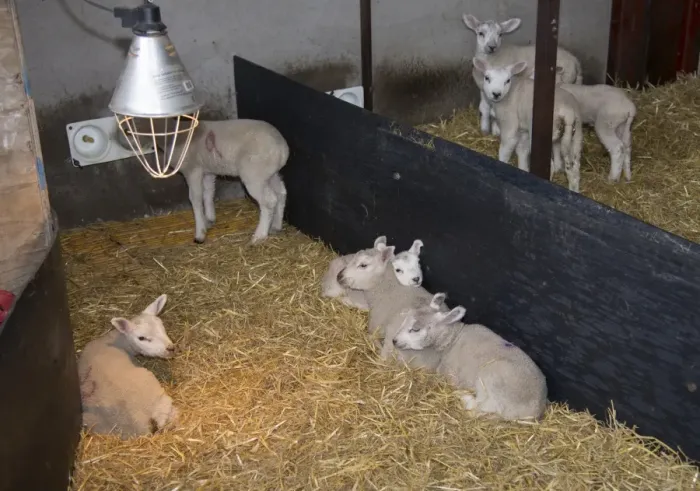 Framed Print : Domestic Sheep, Texel crossbreed lambs, orphans in straw pen with heat lamp, Preston, Lancashire, England, April Framed Print : Domestic Sheep, Texel crossbreed lambs, orphans in straw pen with heat lamp, Preston, Lancashire, England, April