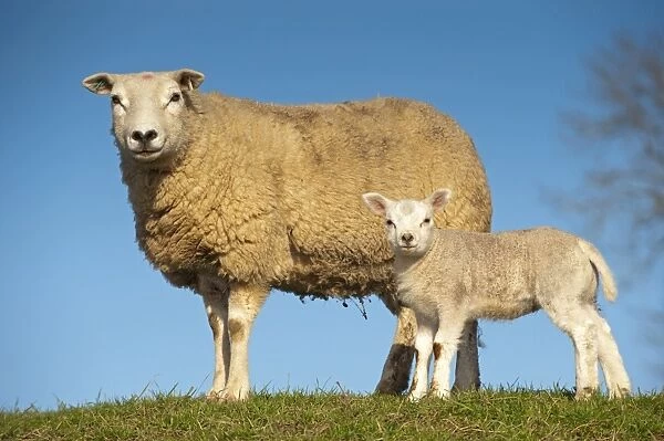 Domestic Sheep, Texel, ewe with lamb, standing in pasture, England, april