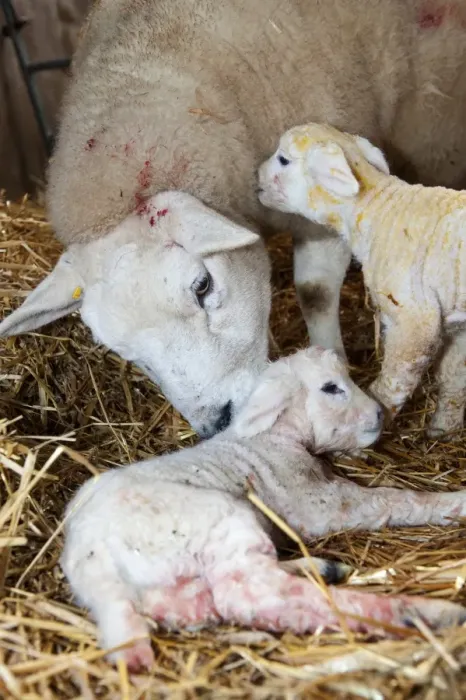 Framed Print : Domestic Sheep, Texel ewe with newborn twin lambs, on straw bedding in lambing shed, England, march Framed Print : Domestic Sheep, Texel ewe with newborn twin lambs, on straw bedding in lambing shed, England, march