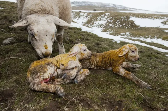 Framed Print : Domestic Sheep, Texel ewe with newborn twin lambs, in snow covered pasture, England, March Framed Print : Domestic Sheep, Texel ewe with newborn twin lambs, in snow covered pasture, England, March