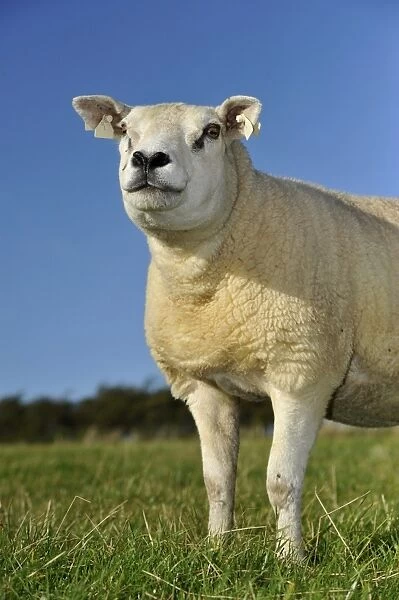 Domestic Sheep, Texel ewe, standing in pasture, Lancashire, England, September