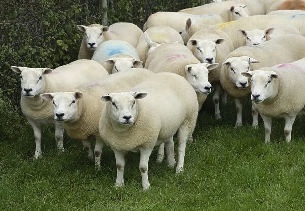 Domestic Sheep, Texel ewes, flock standing in pasture, Anglesey, Wales, october