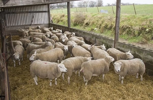 Domestic Sheep, Texel, ewes, flock standing on straw bedding in lambing shed, Cumbria, England, March