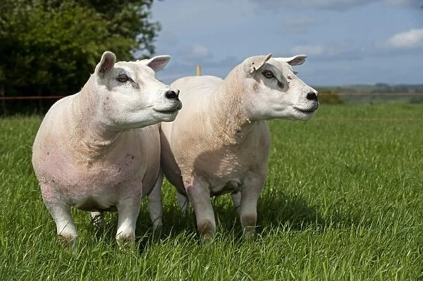 Domestic Sheep, Texel, two pedigree ewes, standing in pasture near electric fence, England, may