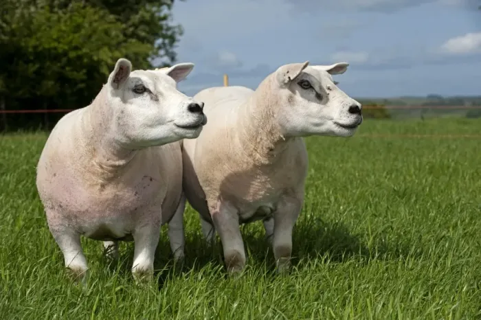 Framed Print : Domestic Sheep, Texel, two pedigree ewes, standing in pasture near electric fence, England, may Framed Print : Domestic Sheep, Texel, two pedigree ewes, standing in pasture near electric fence, England, may