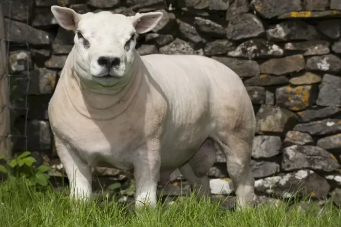 Framed Print : Domestic Sheep, Texel, pedigree ram, newly clipped, standing beside drystone wall in pasture, England, may Framed Print : Domestic Sheep, Texel, pedigree ram, newly clipped, standing beside drystone wall in pasture, England, may