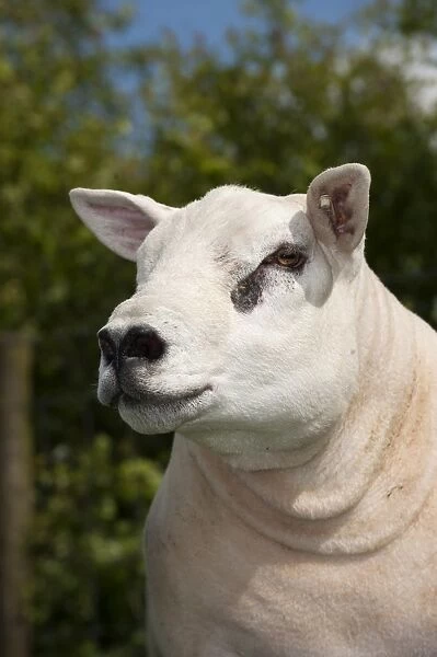 Domestic Sheep, Texel, pedigree ram, newly clipped, close-up of head and neck, England, may