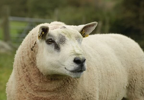 Domestic Sheep, Texel ram, close-up of head, with ear tags, Anglesey, Wales, october