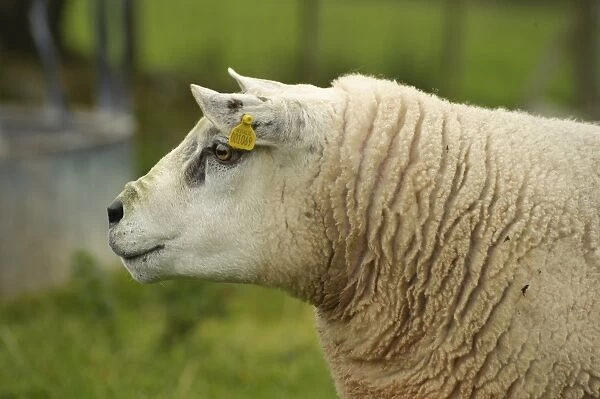 Domestic Sheep, Texel ram, close-up of head, with ear tags, Anglesey, Wales, october