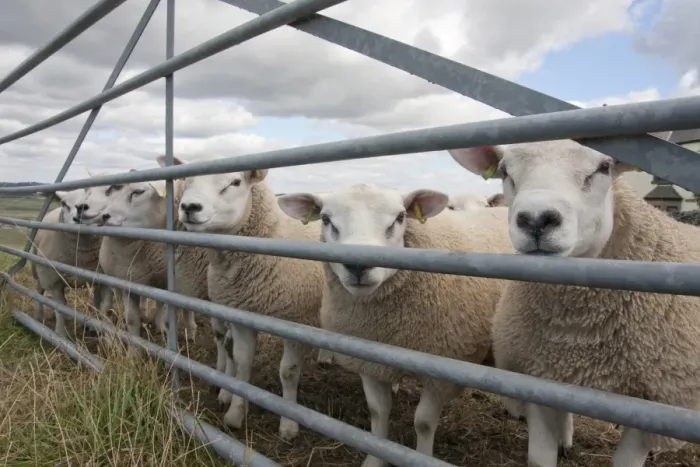 Framed Print : Domestic Sheep, Texel rams, flock standing at gate in pasture, Cressbrook Dale