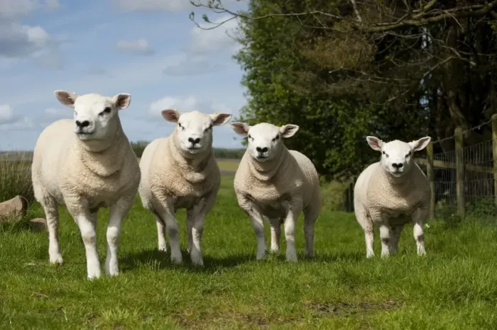 Framed Print : Domestic Sheep, Texel tup lambs, all produced by same sire, born as embryo transplants, standing in pasture, England, may Framed Print : Domestic Sheep, Texel tup lambs, all produced by same sire, born as embryo transplants, standing in pasture, England, may