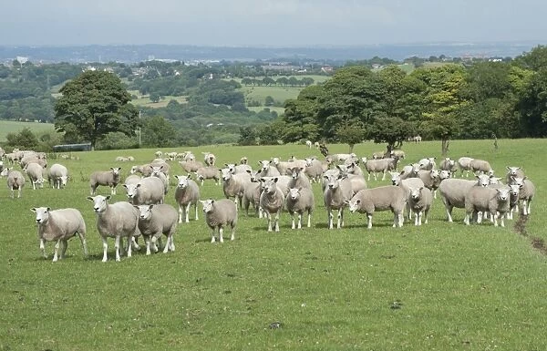 Domestic Sheep, Texel x Rouge ewes with Beltex sired lambs, flock standing in pasture, Bradford, West Yorkshire, England, july