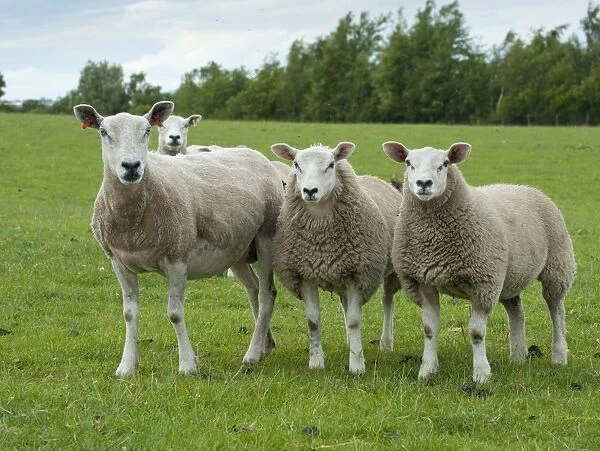 Domestic Sheep, Texel x Rouge ewes with Beltex sired lambs, standing in pasture, Bradford, West Yorkshire, England