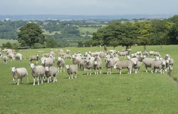 Framed Print : Domestic Sheep, Texel x Rouge ewes with Beltex sired lambs, flock standing in pasture, Bradford, West Yorkshire, England, july