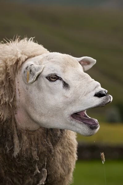 Domestic Sheep, Texel yearling ram, calling, close-up of head, Cumbria, England, june