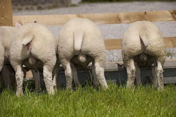 Domestic Sheep, tup lambs, rear view, feeding at trough in pasture, England, may