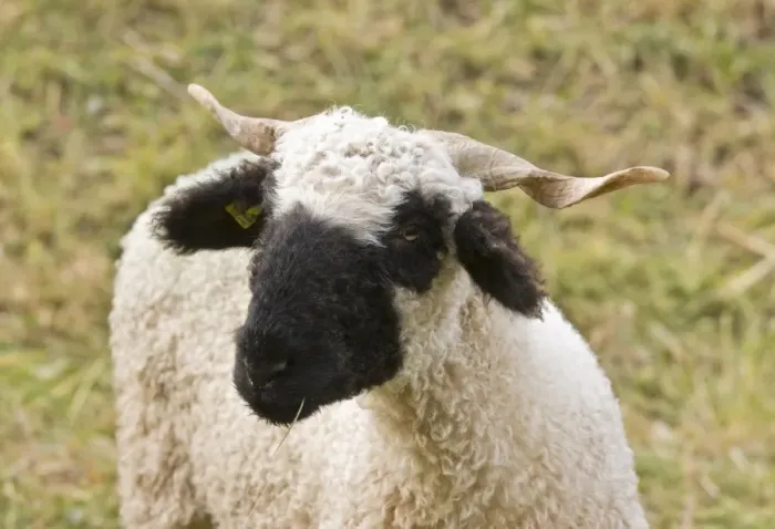 Framed Print : Domestic Sheep, Walliser Schwarznasenschaf (Valais Blacknose) dual purpose breed, ewe, close-up of head Framed Print : Domestic Sheep, Walliser Schwarznasenschaf (Valais Blacknose) dual purpose breed, ewe, close-up of head