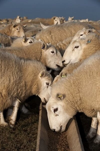 Domestic Sheep, Welsh ewes, flock feeding on supplement feed from trough, England, march