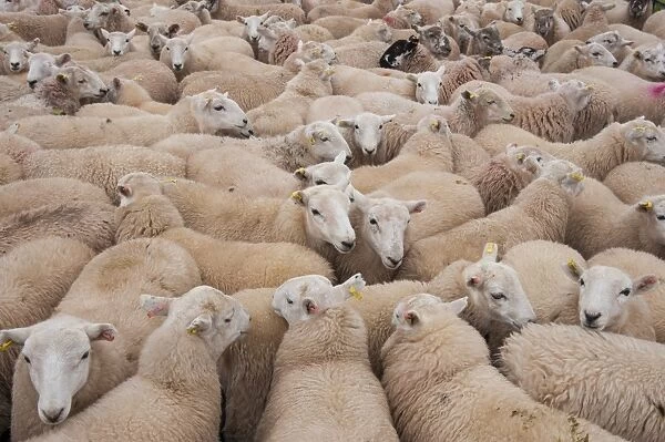 Domestic Sheep, Welsh Mountain cross, lambs standing in pen, Kingsland, Herefordshire, England, September