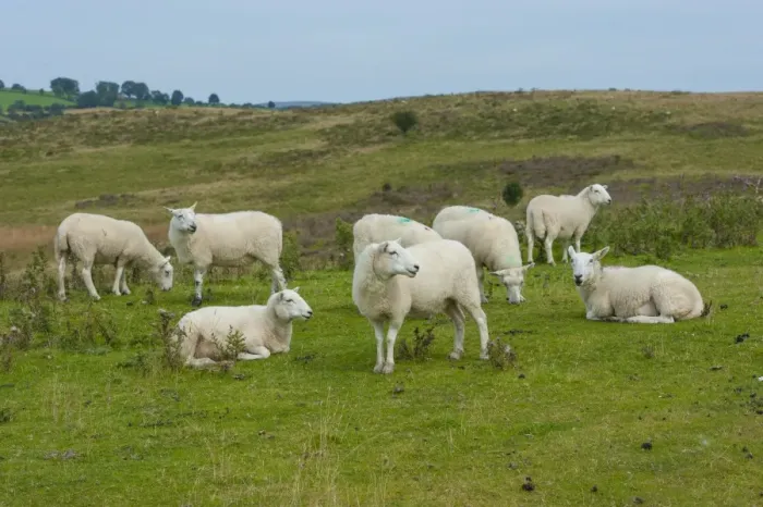 Framed Print : Domestic Sheep, Welsh Mountain ewes, flock, resting and grazing on pasture, Penybont, Powys, Wales, August Framed Print : Domestic Sheep, Welsh Mountain ewes, flock, resting and grazing on pasture, Penybont, Powys, Wales, August