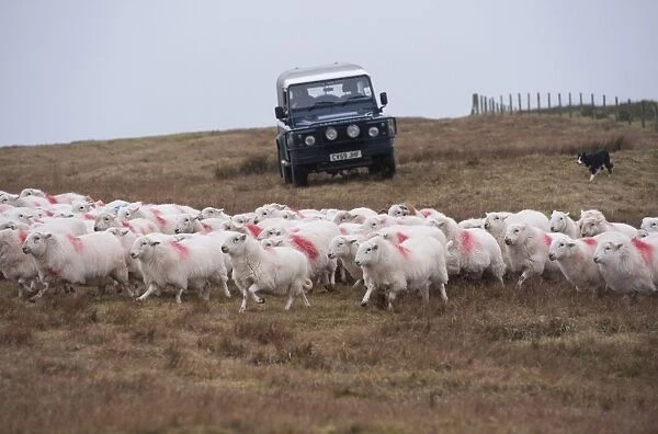 Domestic Sheep, Welsh Mountain ewes, flock being herded by farmer driving Land Rover Defender
