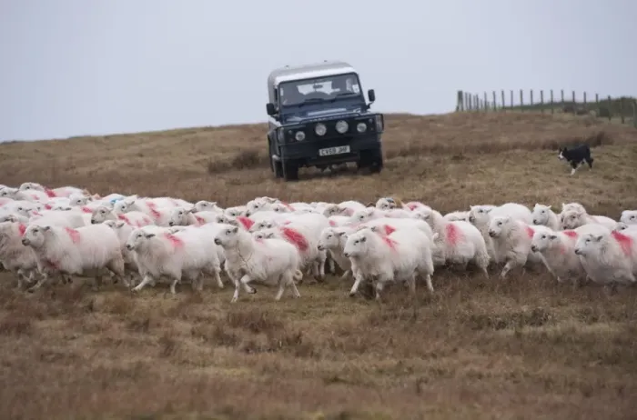 Framed Print : Domestic Sheep, Welsh Mountain ewes, flock being herded by farmer driving Land Rover Defender Framed Print : Domestic Sheep, Welsh Mountain ewes, flock being herded by farmer driving Land Rover Defender