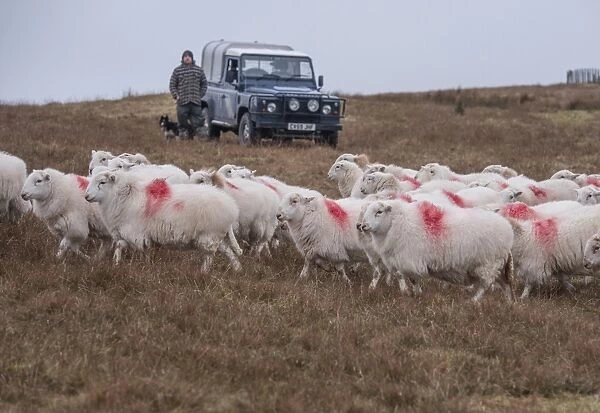 Domestic Sheep, Welsh Mountain ewes, flock being herded by farmer with sheepdog beside Land Rover Defender on hill