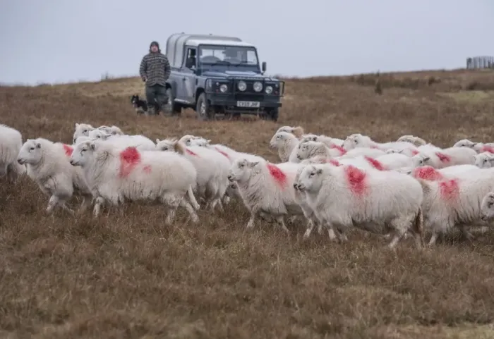 Framed Print : Domestic Sheep, Welsh Mountain ewes, flock being herded by farmer with sheepdog beside Land Rover Defender on hill Framed Print : Domestic Sheep, Welsh Mountain ewes, flock being herded by farmer with sheepdog beside Land Rover Defender on hill