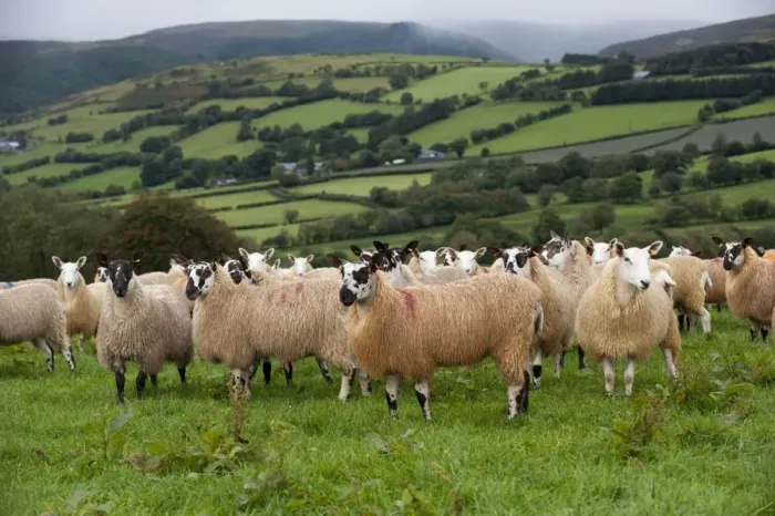 Framed Print : Domestic Sheep, Welsh mules, flock standing in pasture, near Rhayader, Powys, Wales, september Framed Print : Domestic Sheep, Welsh mules, flock standing in pasture, near Rhayader, Powys, Wales, september