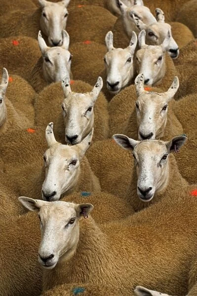 Domestic Sheep, Welsh mules, Welsh Mountain ewe x Blue-faced Leicester ram, flock, close-up of heads, Wales