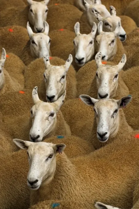 Framed Print : Domestic Sheep, Welsh mules, Welsh Mountain ewe x Blue-faced Leicester ram, flock, close-up of heads, Wales Framed Print : Domestic Sheep, Welsh mules, Welsh Mountain ewe x Blue-faced Leicester ram, flock, close-up of heads, Wales