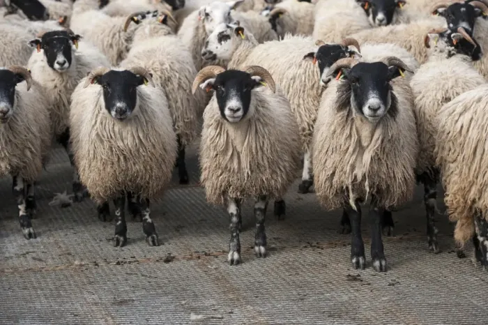 Framed Print : Domestic Sheep, wether lambs, flock standing on slats to minimise foot problems whilst finishing, England, March Framed Print : Domestic Sheep, wether lambs, flock standing on slats to minimise foot problems whilst finishing, England, March
