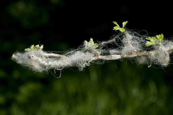 Domestic Sheep, wool caught on thorn twig in hedge, Cumbria, England, June