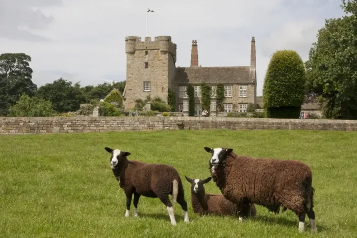 Framed Print : Domestic Sheep, Zwartble Sheep, ewe and lambs, in pasture, with 17th century house attached to 14th century tower-house Framed Print : Domestic Sheep, Zwartble Sheep, ewe and lambs, in pasture, with 17th century house attached to 14th century tower-house