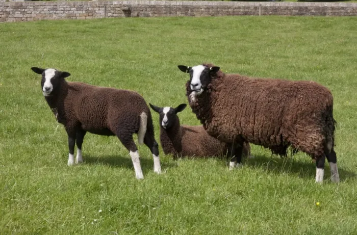 Framed Print : Domestic Sheep, Zwartble Sheep, ewe and lambs, in pasture, Halton Castle, Corbridge, Northumberland, England, July Framed Print : Domestic Sheep, Zwartble Sheep, ewe and lambs, in pasture, Halton Castle, Corbridge, Northumberland, England, July