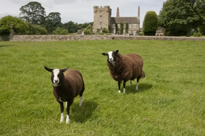 Framed Print : Domestic Sheep, Zwartble Sheep, ewe and lamb, standing in pasture, with 17th century house attached to 14th century Framed Print : Domestic Sheep, Zwartble Sheep, ewe and lamb, standing in pasture, with 17th century house attached to 14th century