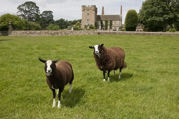 Domestic Sheep, Zwartble Sheep, ewe and lamb, standing in pasture, with 17th century house attached to 14th century