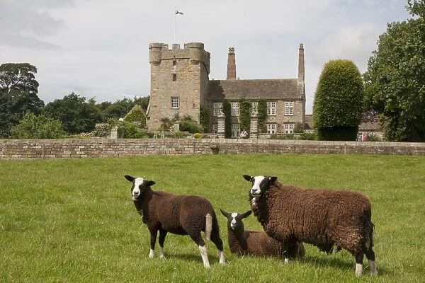 Domestic Sheep, Zwartble Sheep, ewe and lambs, in pasture, with 17th century house attached to 14th century tower-house