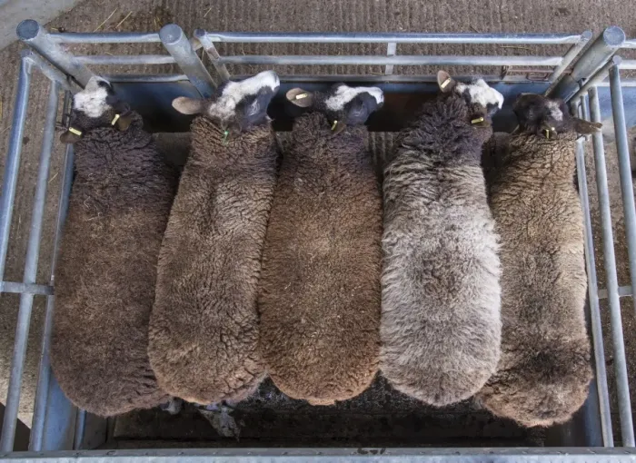 Framed Print : Domestic Sheep, Zwartbles ewes, standing in pen at livestock market, Chelford Livestock Market, Cheshire, England Framed Print : Domestic Sheep, Zwartbles ewes, standing in pen at livestock market, Chelford Livestock Market, Cheshire, England