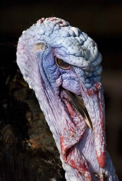 Domestic Turkey, adult male, close-up of head, England, march