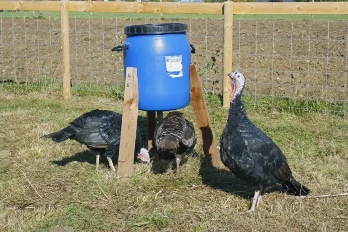 Framed Print : Domestic Turkey, Norfolk Black, three adult females, feeding below feeder in paddock, Suffolk, England, October Framed Print : Domestic Turkey, Norfolk Black, three adult females, feeding below feeder in paddock, Suffolk, England, October