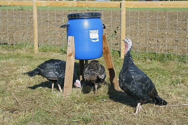 Domestic Turkey, Norfolk Black, three adult females, feeding below feeder in paddock, Suffolk, England, October