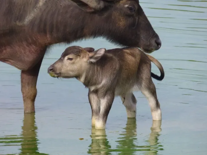 Framed Print : Domestic Water Buffalo (Bubalis bubalis) adult female and newborn calf, standing in shallow water, Udalawawe N. P