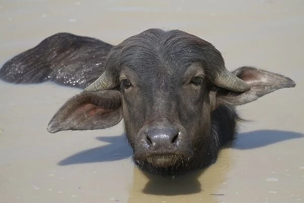 Domestic Water Buffalo (Bubalis bubalis) calf, wallowing in water, Pantanal, Mato Grosso, Brazil