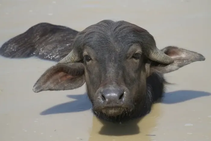 Framed Print : Domestic Water Buffalo (Bubalis bubalis) calf, wallowing in water, Pantanal, Mato Grosso, Brazil Framed Print : Domestic Water Buffalo (Bubalis bubalis) calf, wallowing in water, Pantanal, Mato Grosso, Brazil